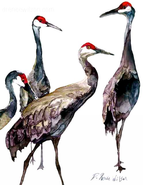Florida Sandhill Cranes; Noble Guardians 